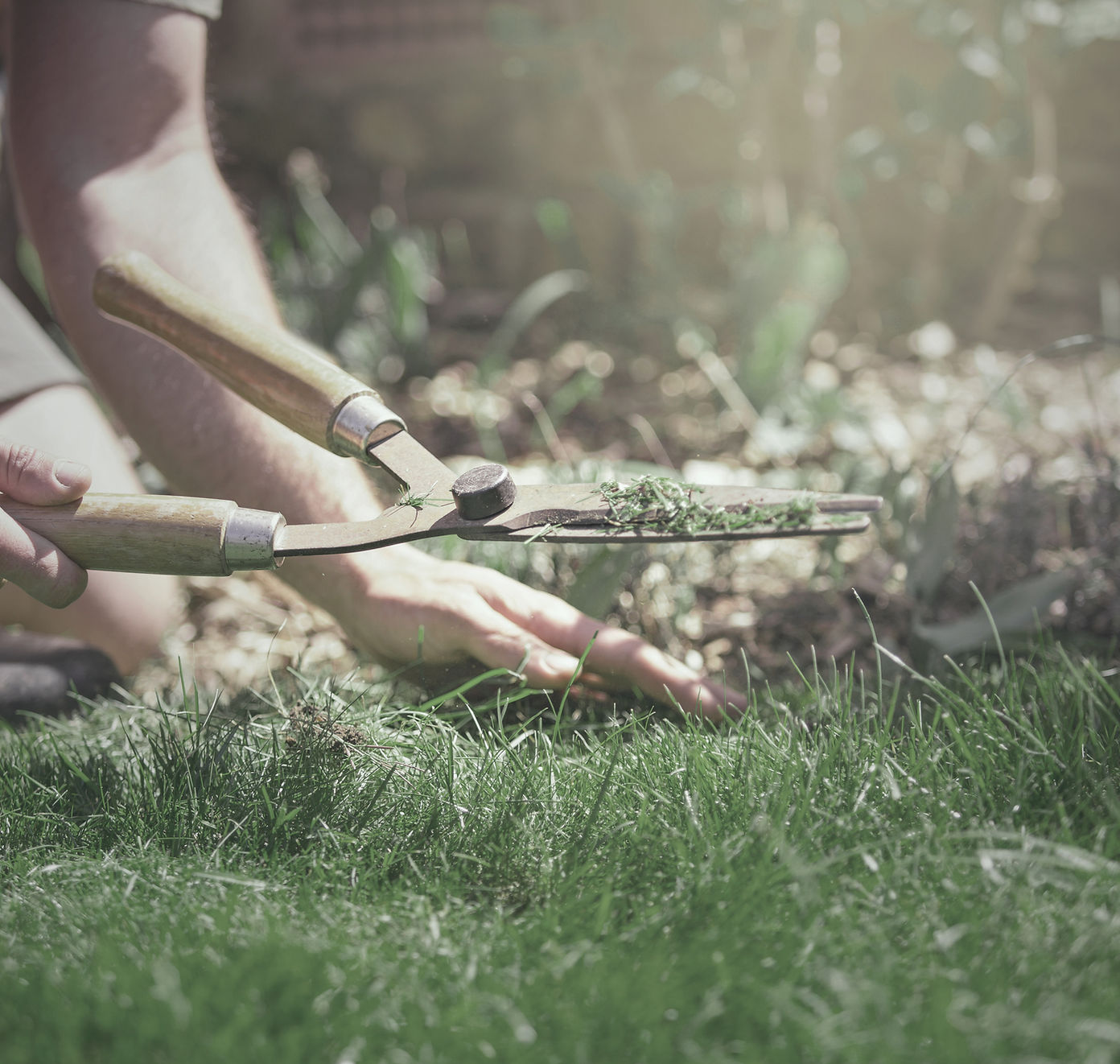 Bahçe bitki bakımı
