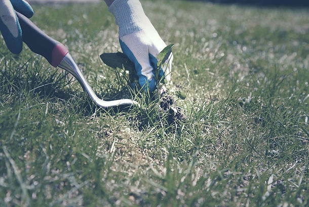 Çim havalandırma ve yabani ot temizliği